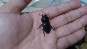 しあわせな思い出