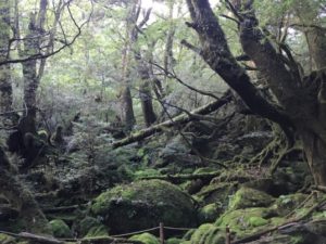 楽しみなこと☆